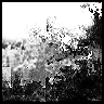 BlackWish